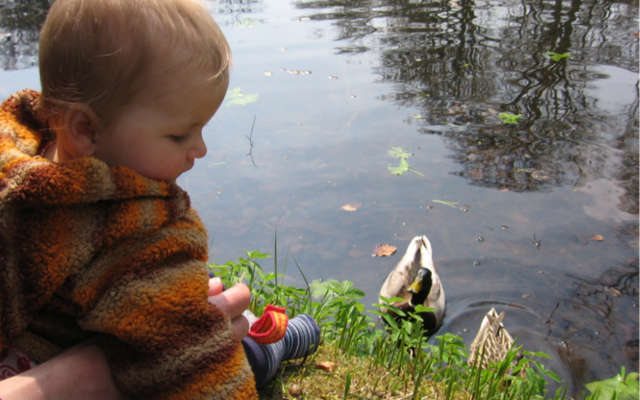 Photo of a baby looking at ducks 