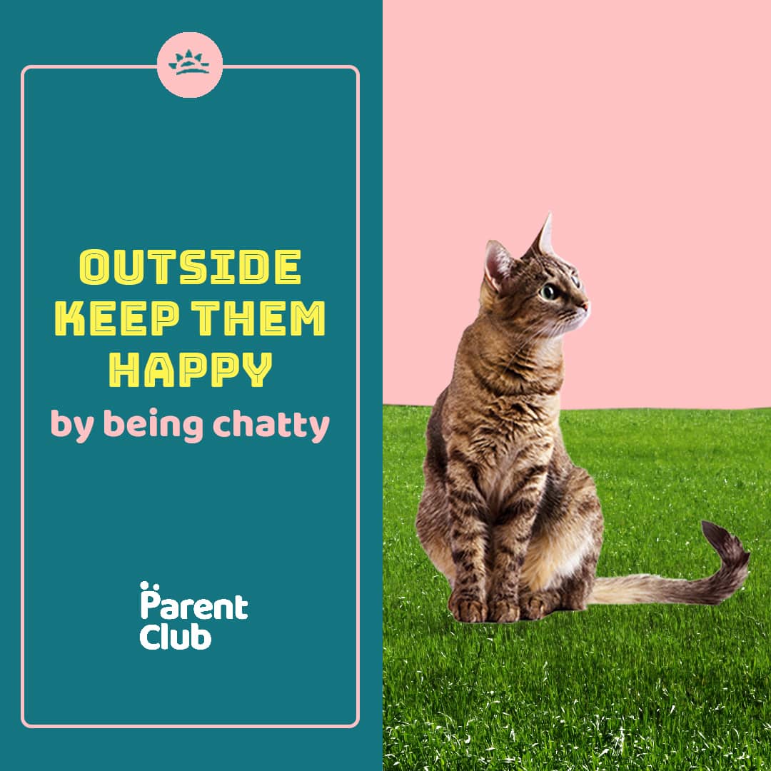 Image of a cat next to the quote 'Outside Keep Them Happy by being chatty.'