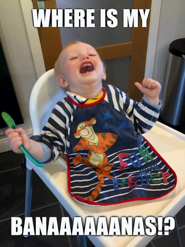 child in a highchair, wearing a bib with fists held up :CAPTION: where is my banaaaaaaans!?